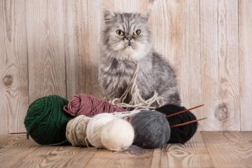 毛糸が絡まった猫