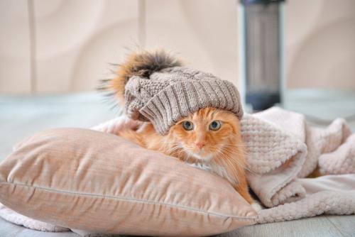 厚着した寒がりの猫