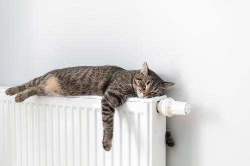 ラジエーターに横たわる猫