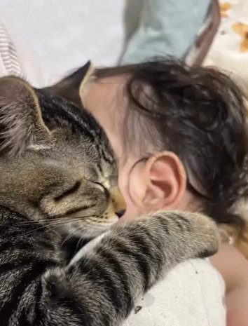 抱きつく子猫