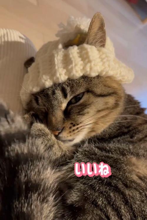 帽子を被る猫