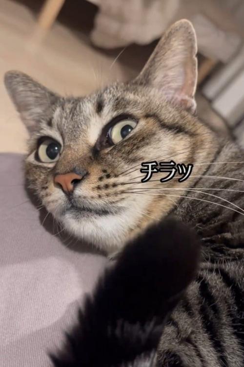 横を見る猫