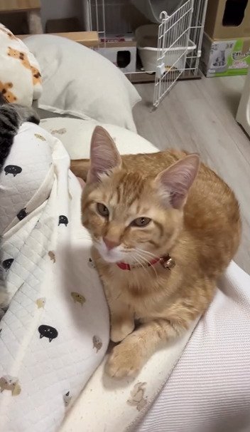 伏せている猫