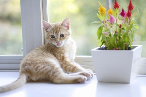 窓辺で振り返る子猫