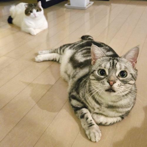 室内にいる猫