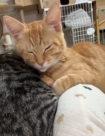 くつろぐ子猫