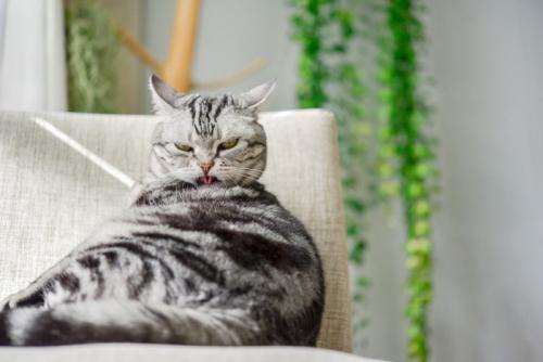 体をなめる猫
