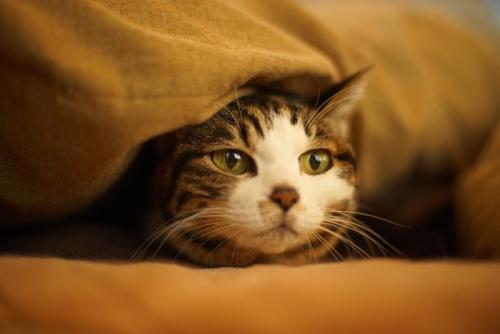 顔だけ出しているキジ猫