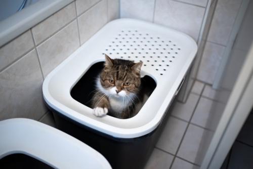 浴室内猫トイレ
