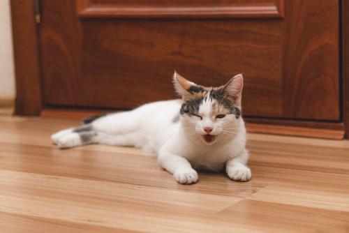 口呼吸する猫