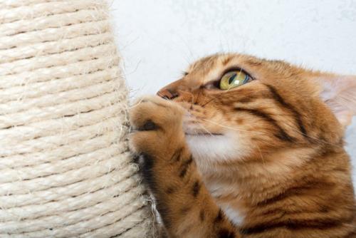 爪とぎをする猫