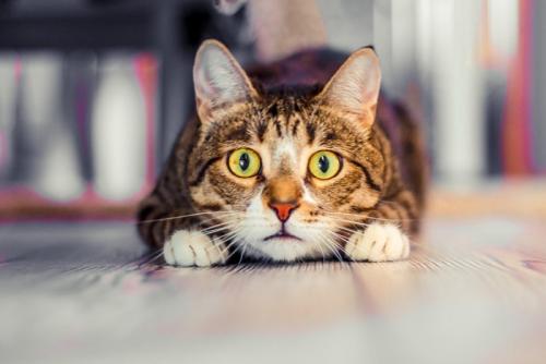 びっくり顔の猫