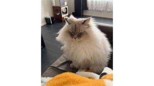 室内にいる猫
