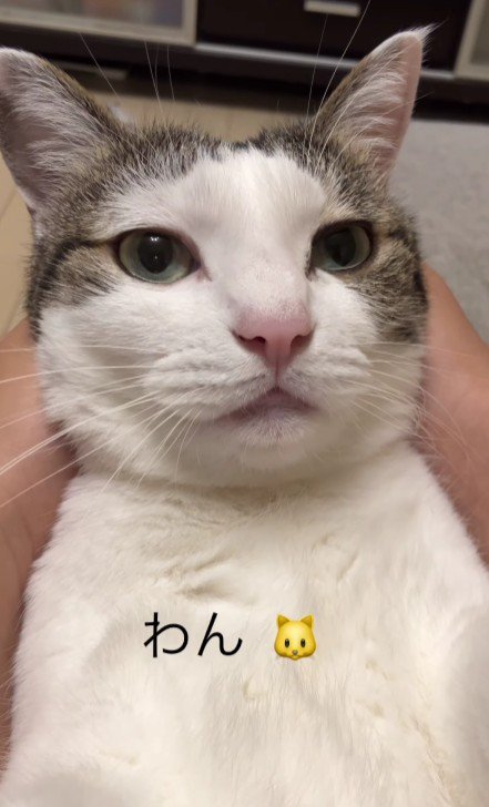 仰向けの猫