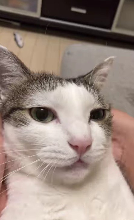 仰向けの猫