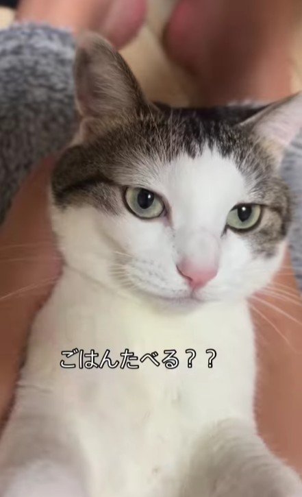 仰向けの猫