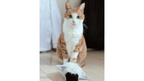 室内にいる猫
