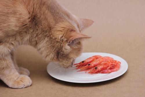 エビのニオイを嗅ぐ猫