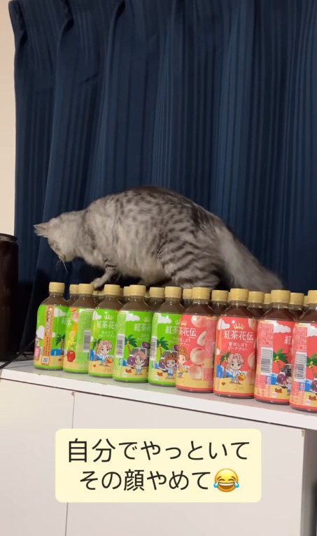 散歩する猫