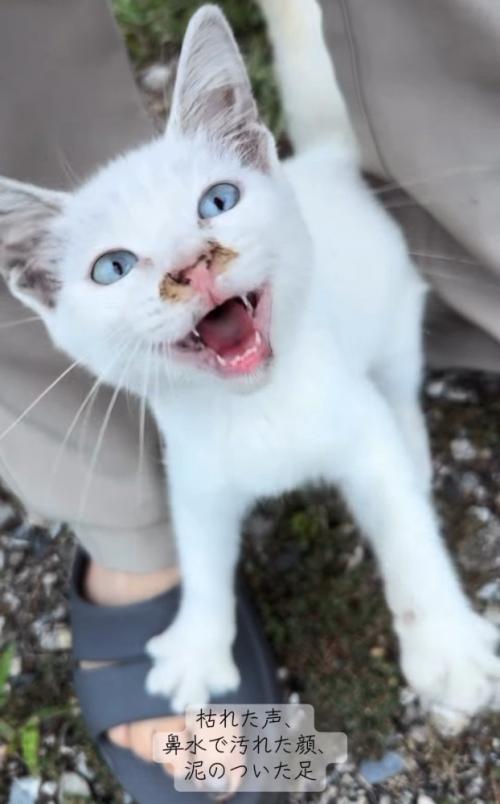 鳴く子猫