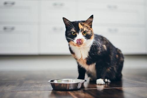 ごはんを食べた猫