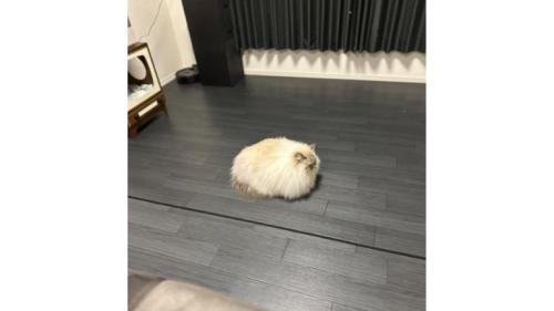 座っている猫