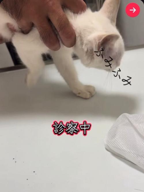 診察台の子猫