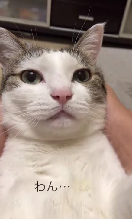 仰向けの猫