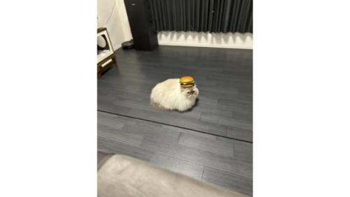 ハンバーガーを乗せられた猫