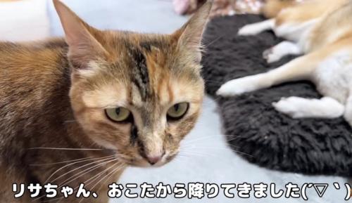 コタツから降りてリキくんに近づくリサちゃん