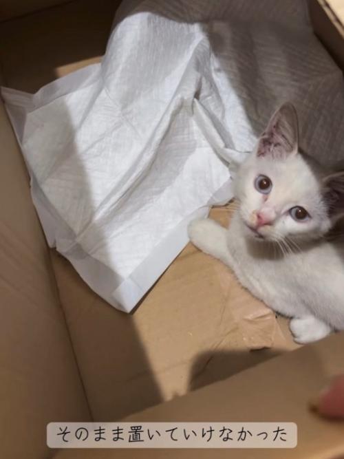 ダンボール箱の中にいる子猫