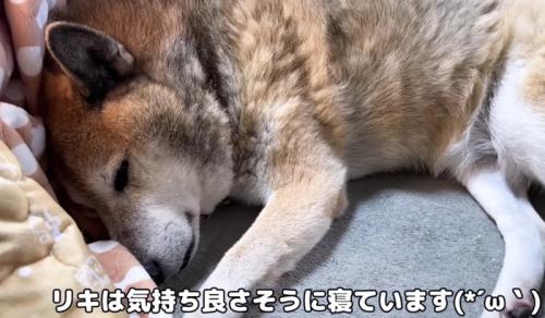 気持ちよさそうに寝ているリキくん