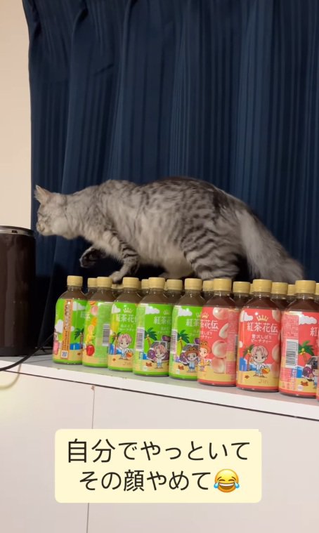 前を向く猫