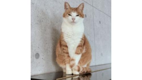 室内にいる猫