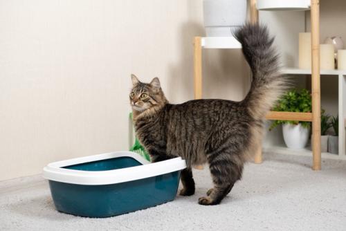 トイレ前でたたずむ猫