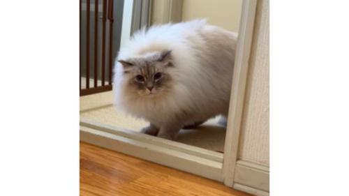 室内にいる猫