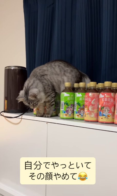 床を見る猫
