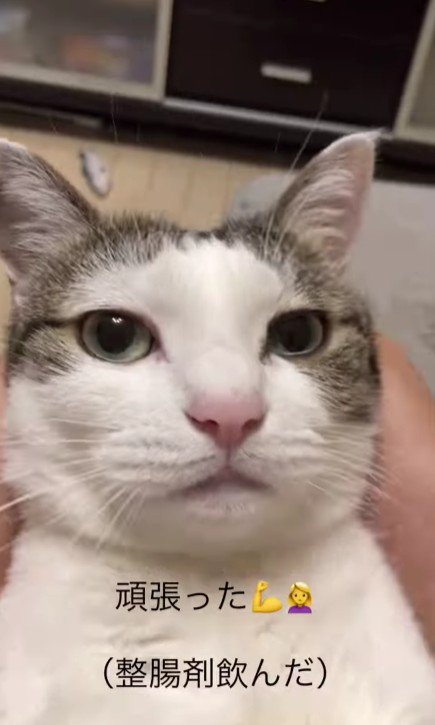 仰向けの猫