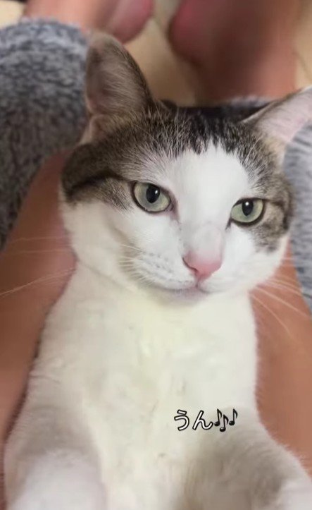 仰向けの猫