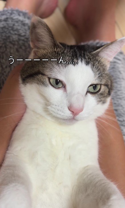 仰向けの猫