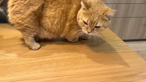 立って俯くプリンくん