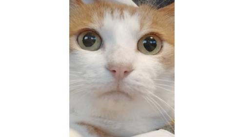 猫の顔