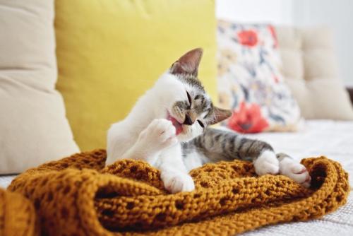 顔を洗う猫