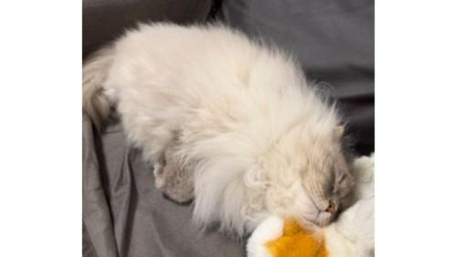 寝ている猫