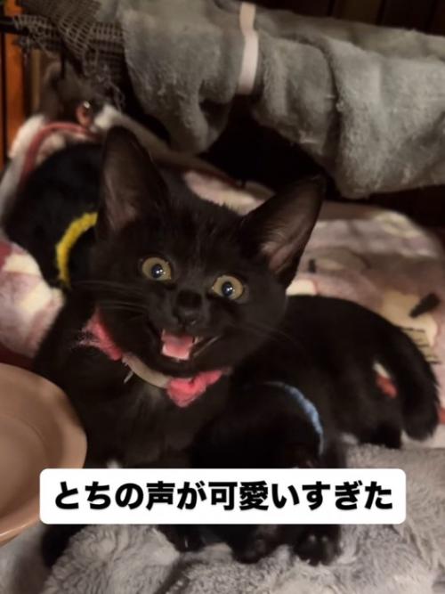 投稿者を見て鳴き声をあげるピンクの首輪を着けた子猫