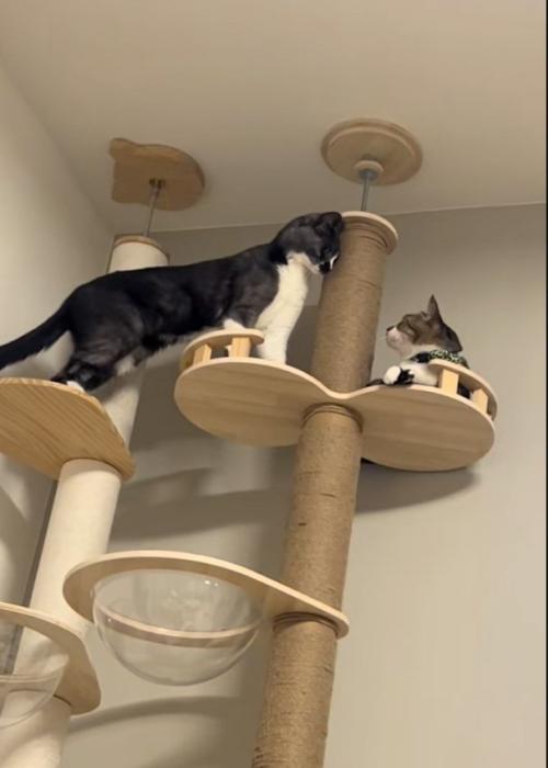 怒る猫