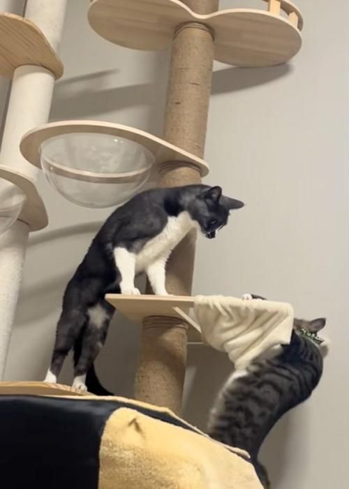 逃げる猫