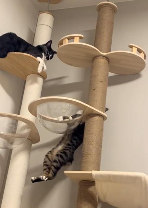 降りる猫