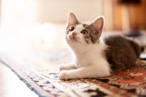 何かを興味津々に見つめる子猫