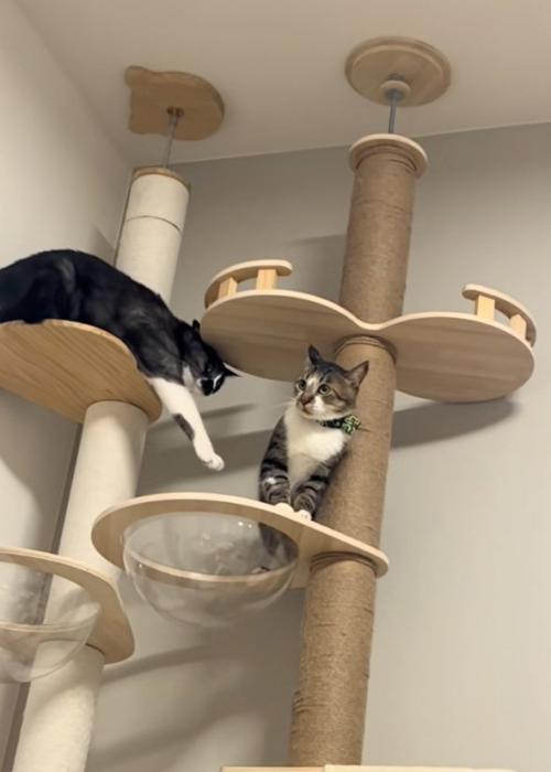 避ける猫